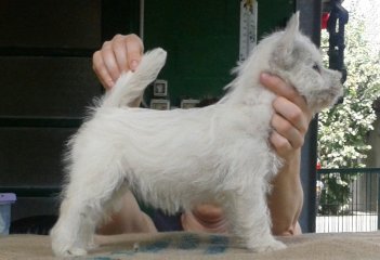 Come cresce un westie