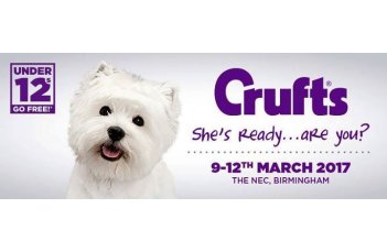 Gara per White Highland White Terrier