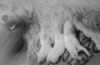 Cuccioli di westie