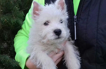 Cucciolo di Westie