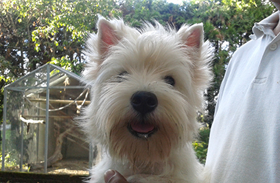 cuccioli di westie