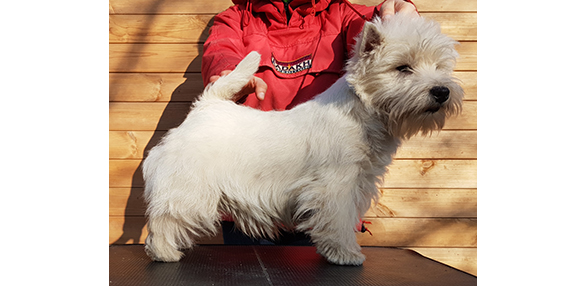 Il West Highland White Terrier