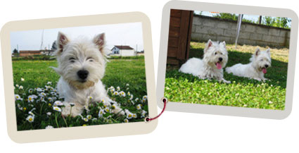 i nostri Westie