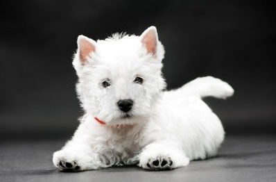 Relazioni tra uomo e cane