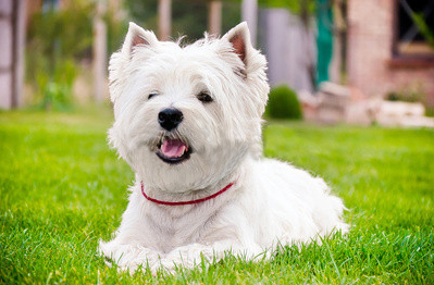 toelettatura del westie