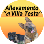 I Westie di Villa Testa/> 
</div>
<div style=