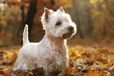 Il westie